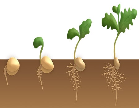 germination-plants