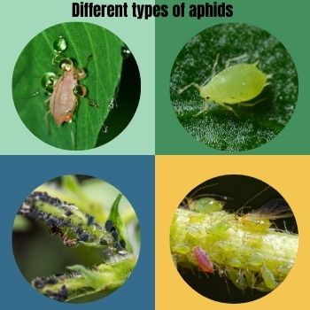 how-to-get-rid-of-red-aphid-yellow-aphid-black-aphid