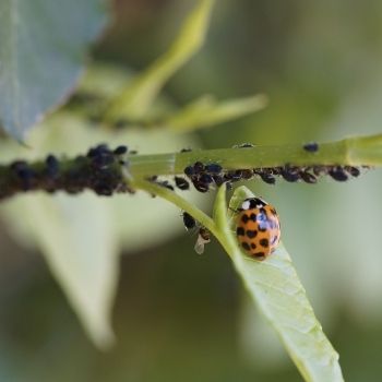 ladybug-aphid-infestation-pest-control