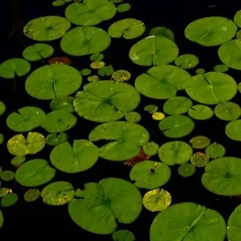 Lilly pads on pond
