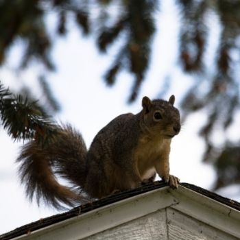 squirrel sitting on a shed